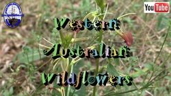 Wildflowers - T